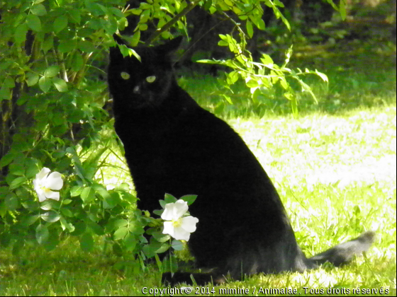 mon choupi - Photo de Chats