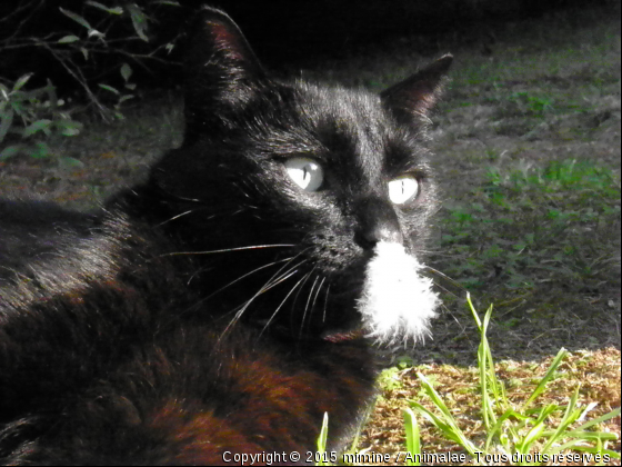 mon choupi - Photo de Chats