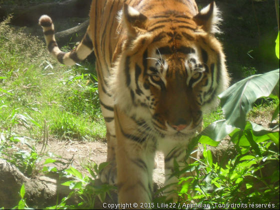 une de mes photos plutôt bien réussi  - Photo de Animaux sauvages