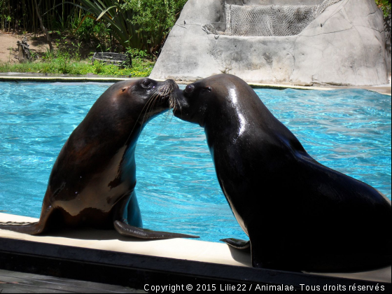 Otaries  - Photo de Animaux sauvages