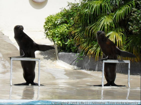 Otaries  - Photo de Animaux sauvages