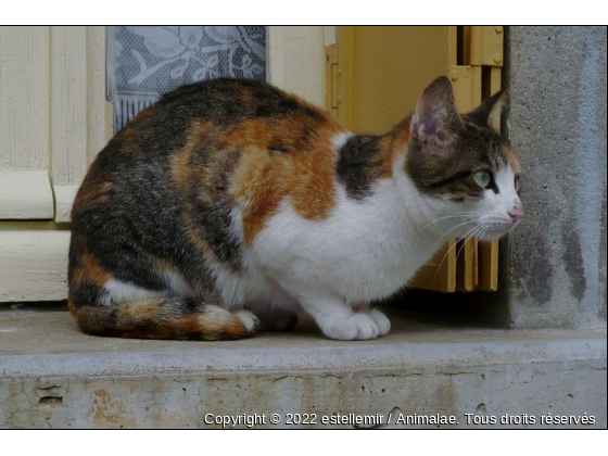 Pomponette - Photo de Chats