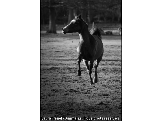 Sensation de voler - Photo de Chevaux