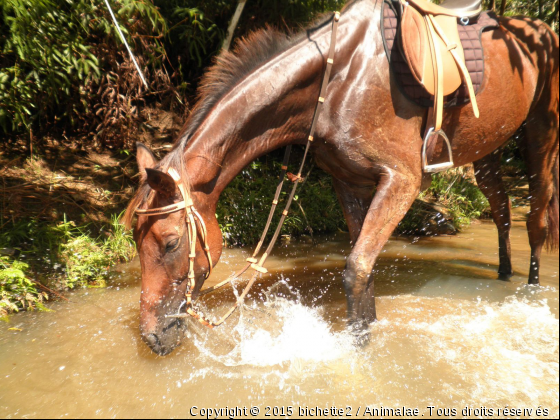 balou - Photo de Chevaux