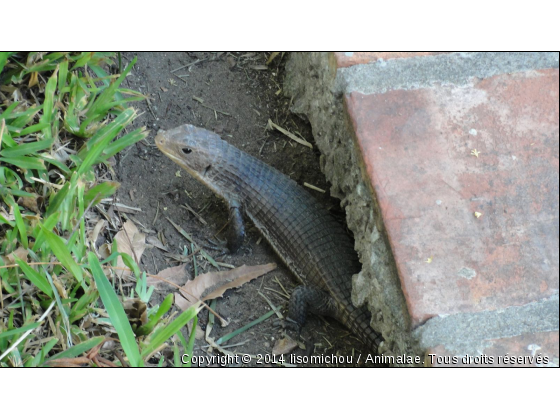 Raphaël - Photo de Reptiles