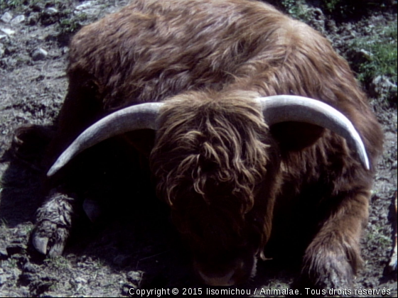 Willie - Photo de Animaux sauvages