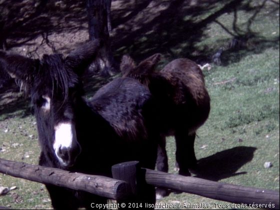 Lucien - Photo de Animaux Ferme