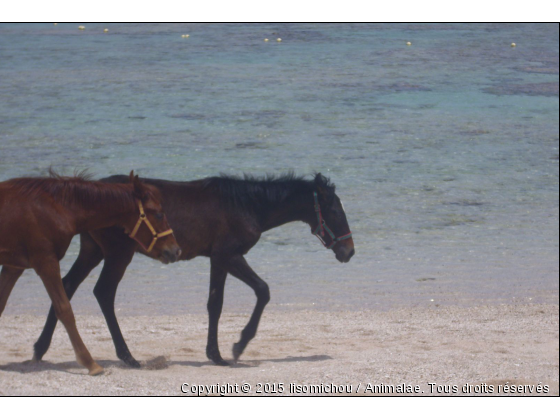 Coco et Tarzan - Photo de Chevaux