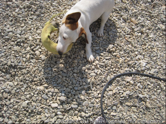 **chien lilas ** - Photo de Chiens