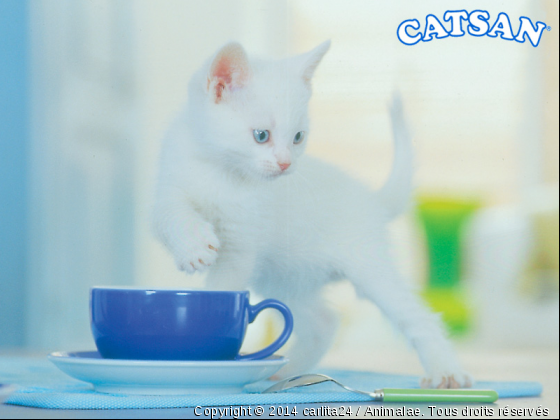 *une tasse de thé** - Photo de Chats