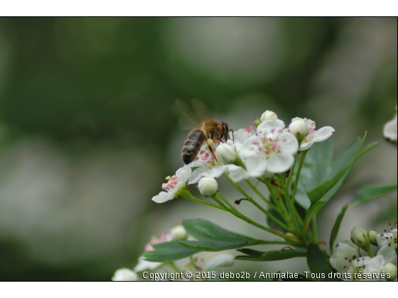 photo perso - Photo de Microcosme