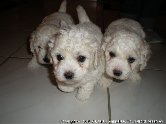 Le Gang des Bichons - Photo de Chiens