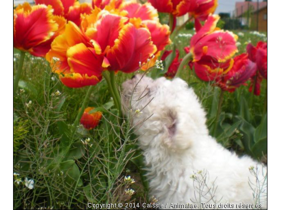 Gaya et sa tulipe  - Photo de Chiens