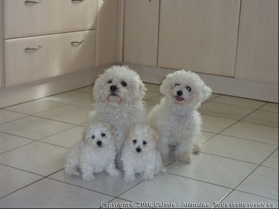 Famille bichon - Photo de Chiens