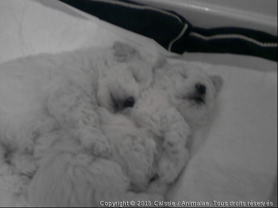 Dure dure d&#039;être .. Bichon :D - Photo de Chiens