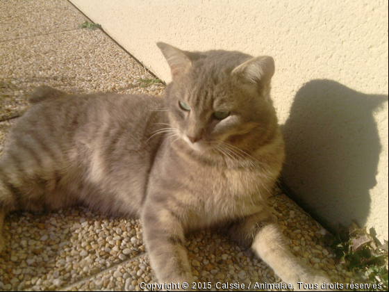 Petite bronsette ;) - Photo de Chats