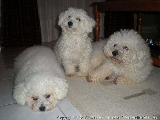 3 Bichon à la maison  - Photo de Chiens