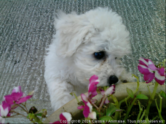 Quand je serai grand je serai fleuriste  - Photo de Chiens