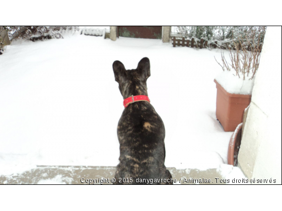 neige - Photo de Chiens