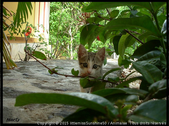 Mon chat Marty - Photo de Chats