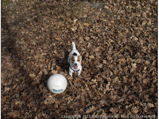 Popey ! - Photo de Chiens