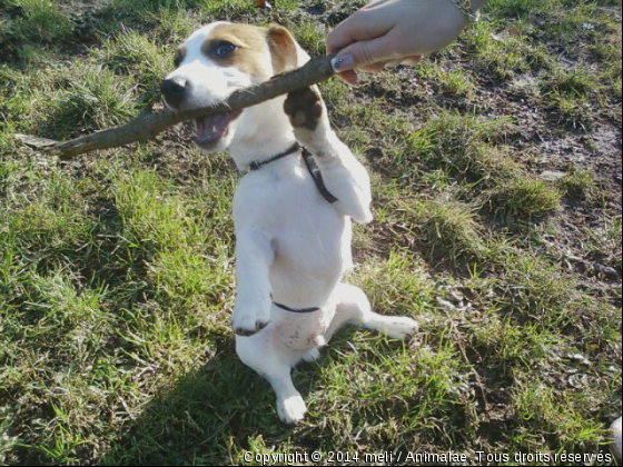 Popey qui fait l&#039;idiot - Photo de Chiens