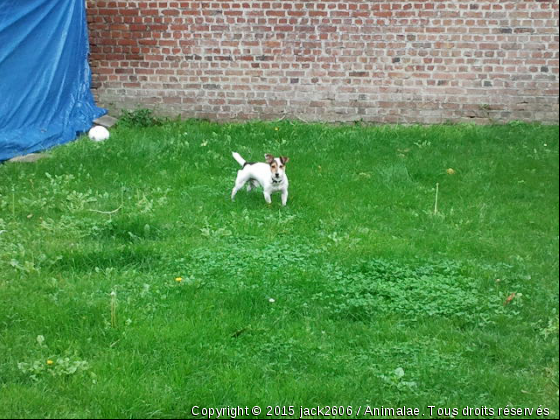 je me plait dehors - Photo de Chiens