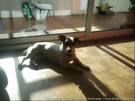 eclipse - Photo de Chiens