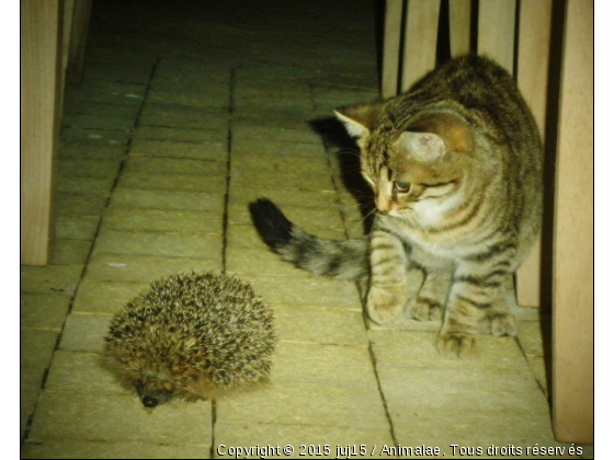Le chat et l&#039;hérisson - Photo de Chats