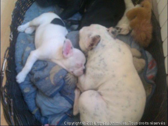 BOULEDOGUE FRANCAIS - Photo de Chiens