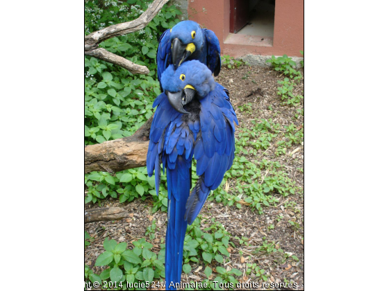 Petites gratouilles - Photo de Oiseaux