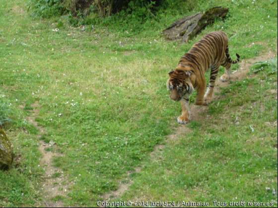 Tigre qui marche - Photo de Animaux sauvages