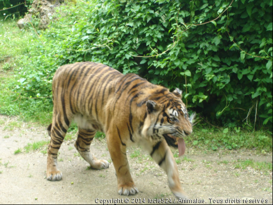 Tigre qui tire la langue - Photo de Animaux sauvages