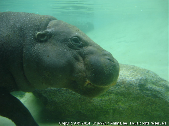 Hippopotame nain sous l&#039;eau - Photo de Animaux sauvages