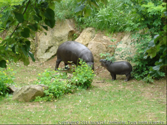 Hippopotame nain, mère et bébé - Photo de Animaux sauvages