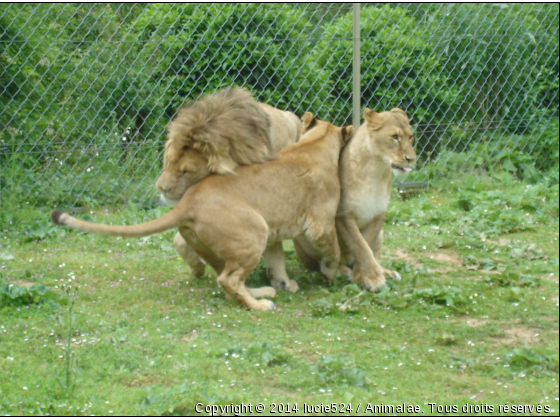 Les câlins - Photo de Animaux sauvages