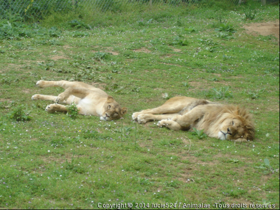 Au Dodo - Photo de Animaux sauvages