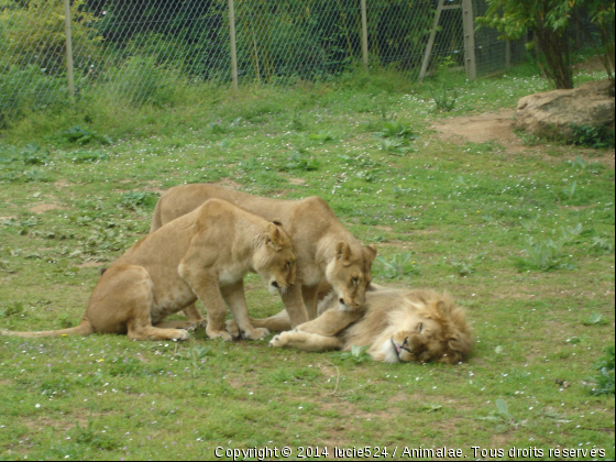 Je n&#039;ai pas mis de parfum Axe et pourtant j&#039;attire toutes les femelles du coin ! - Photo de Animaux sauvages