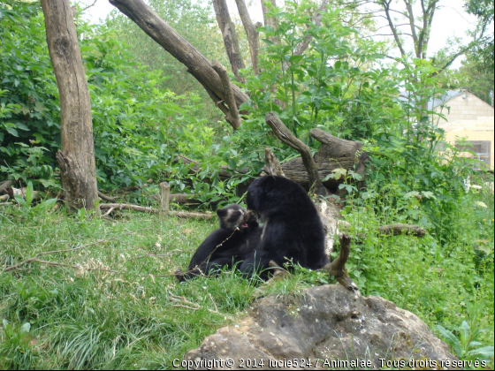 Bébé ours à collier et sa maman - Photo de Animaux sauvages