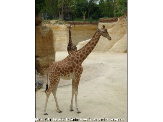 Prends la pose - Photo de Animaux sauvages