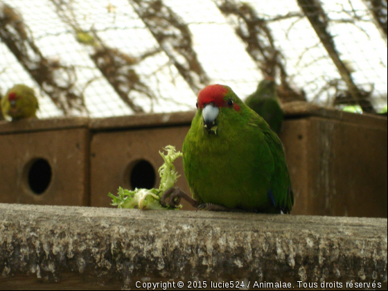 Miam la salade - Photo de Oiseaux