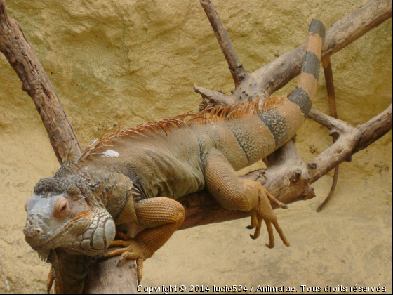 Repos - Photo de Reptiles