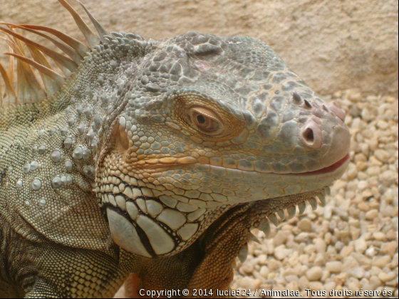 Gros plan - Photo de Reptiles