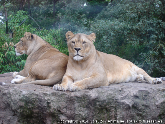 Zoom sur elles - Photo de Animaux sauvages