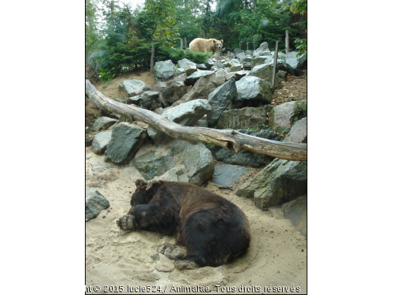 Nounours - Photo de Animaux sauvages