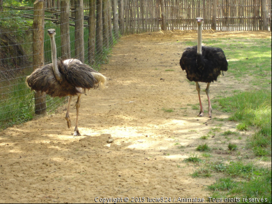 Femelle et mâle - Photo de Oiseaux