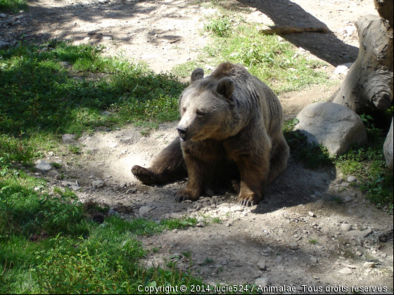 Assis - Photo de Animaux sauvages