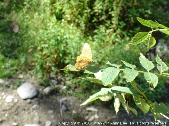 Sur une feuille... - Photo de Microcosme