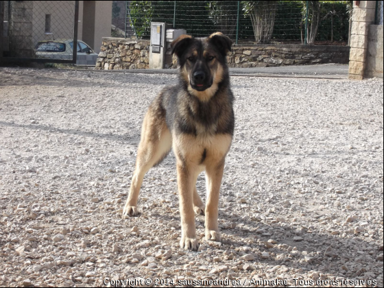 Gipsy, adorable chienne de 9 mois &lt;3 - Photo de Chiens