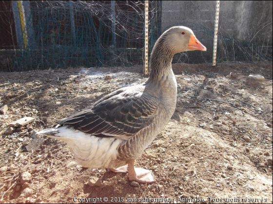 Oie de toulouse  - Photo de Animaux Ferme